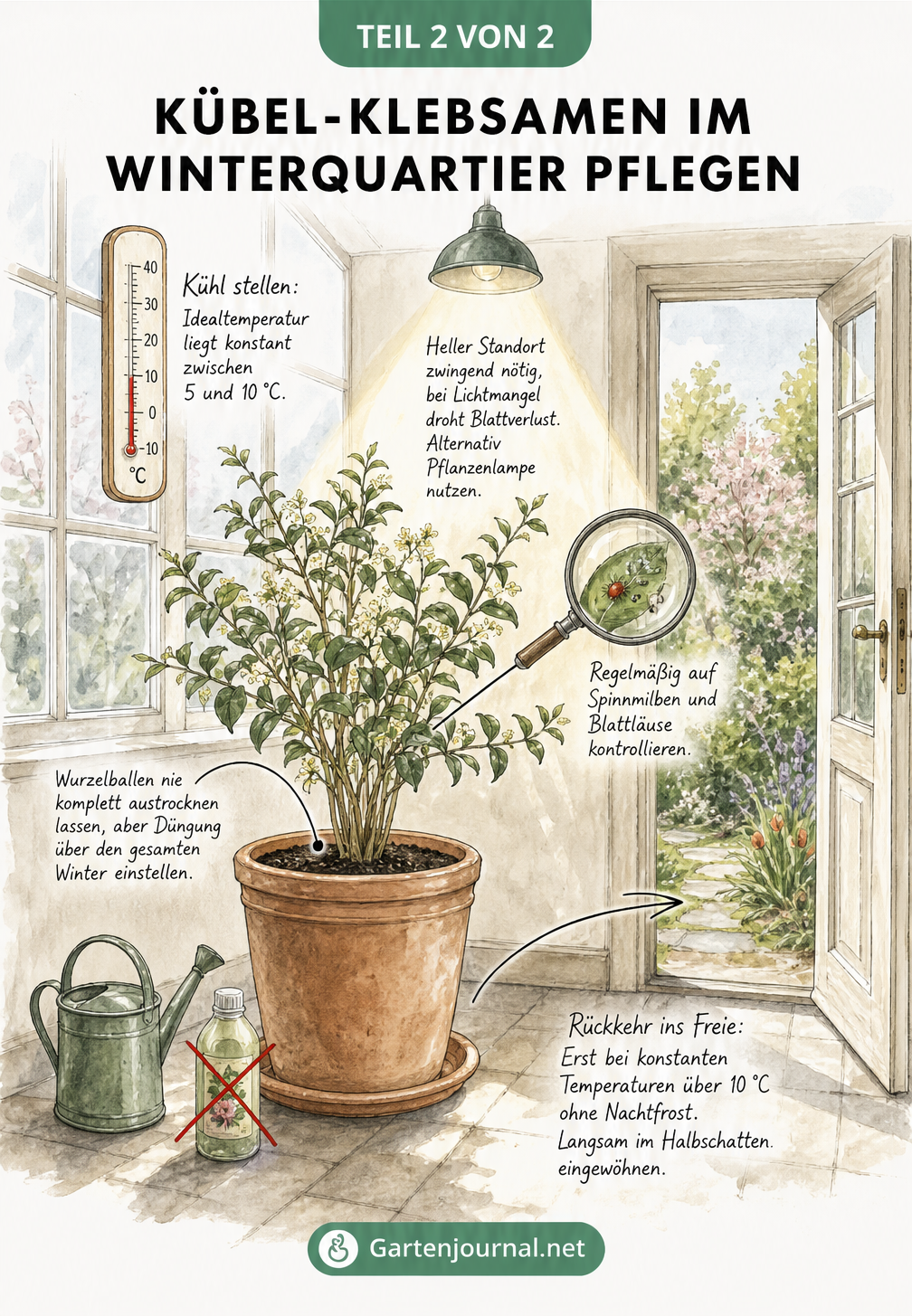 Illustration eines Klebsamens im Terrakotta-Kübel in einem hellen, unbeheizten Wintergarten mit Pflegehinweisen