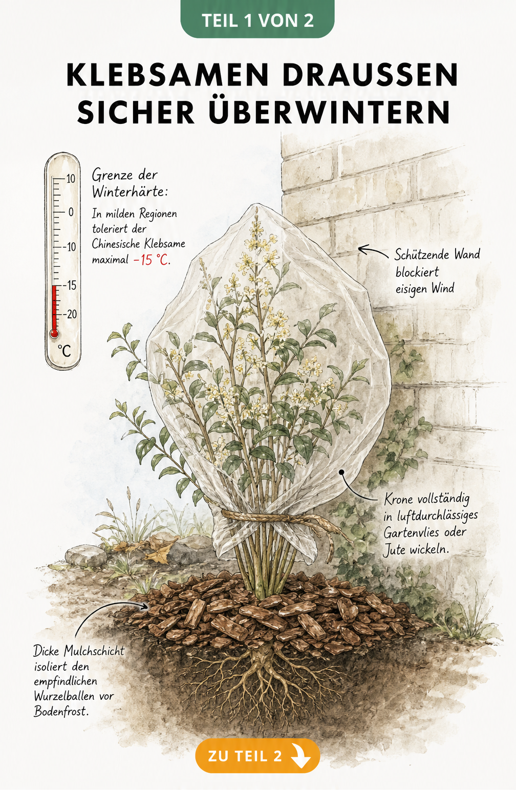 Botanische Illustration eines Chinesischen Klebsamens im Freiland mit Winterschutzmaßnahmen wie Gartenvlies und Rindenmulch