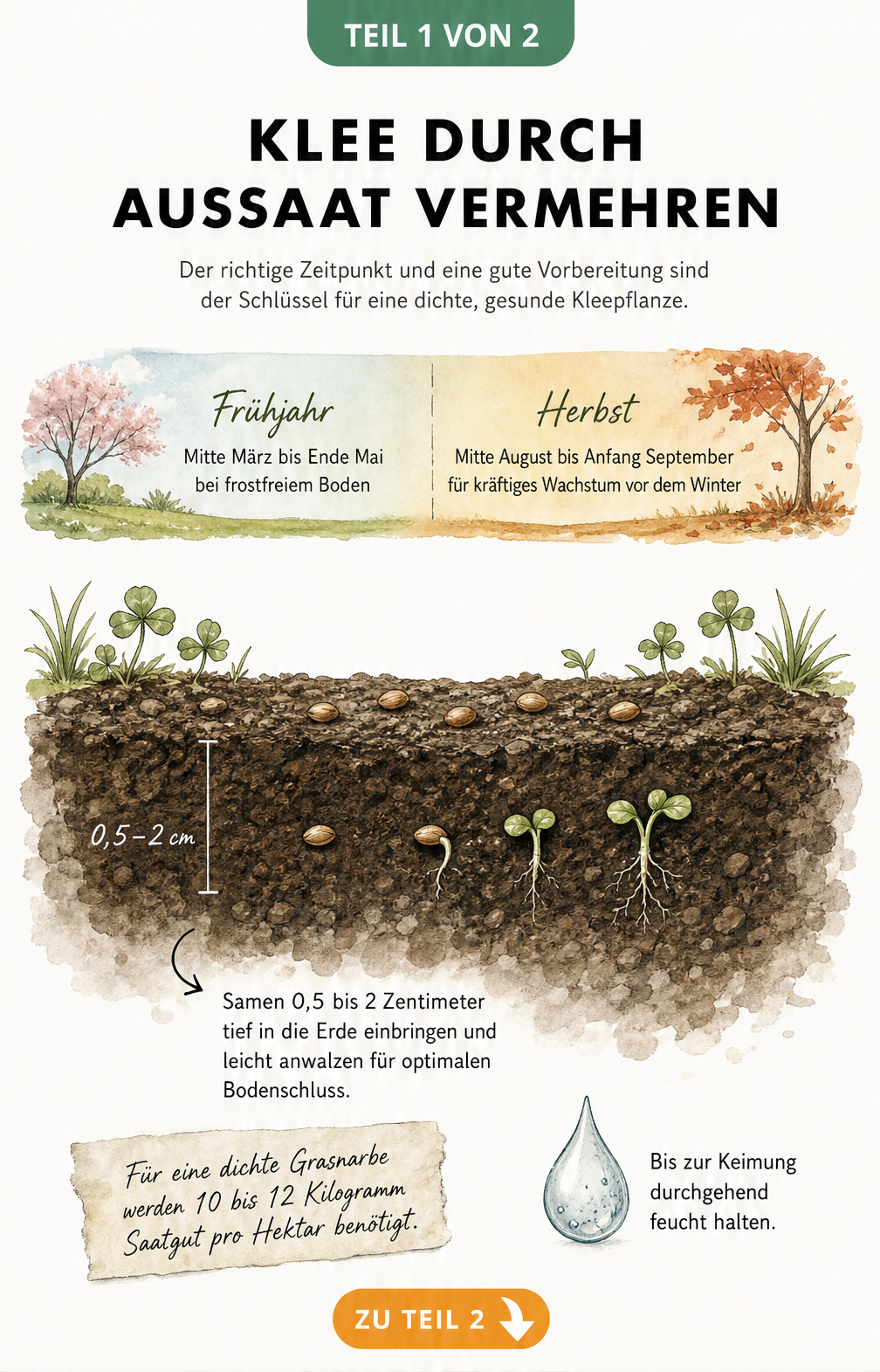 Botanische Illustration eines Bodenquerschnitts mit Kleesamen, Aussaattiefe und Jahreszeiten für die Klee-Aussaat