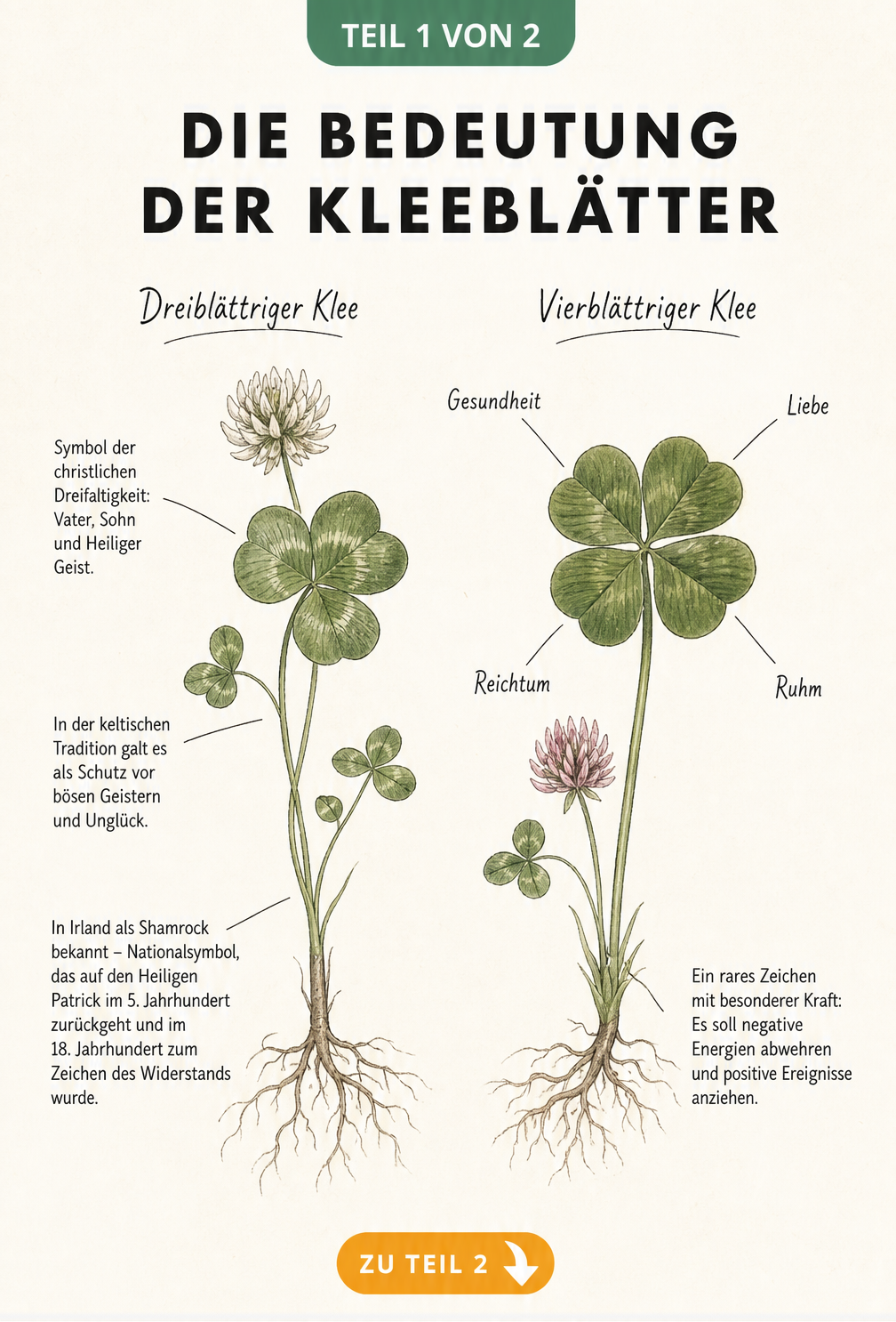 Botanische Illustration eines dreiblättrigen und vierblättrigen Kleeblatts mit Erklärungen zur Symbolik