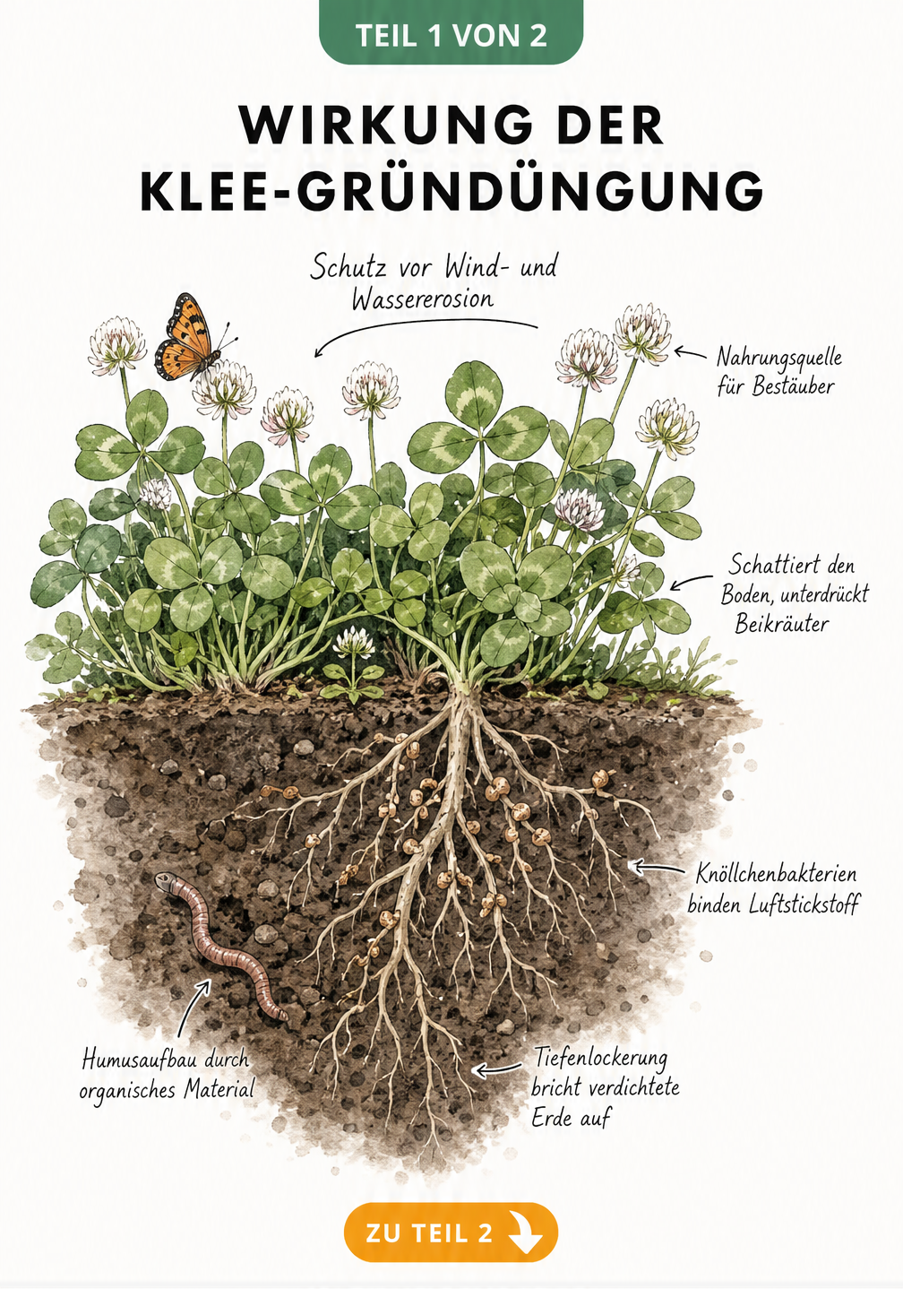 Querschnitt eines Gartenbodens mit blühendem Klee, tiefen Wurzeln, Knöllchenbakterien und einem Regenwurm