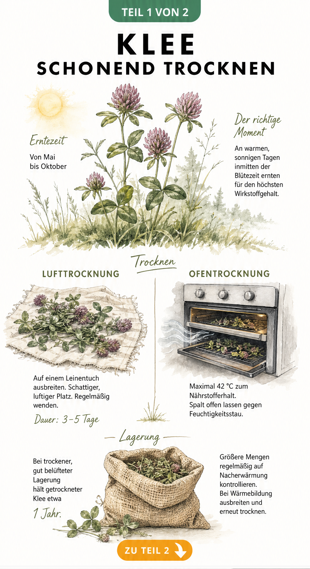 Botanische Illustration zur Kleetrocknung: Erntezeit, Lufttrocknung auf Leinentuch und Ofentrocknung sowie Lagerung im Stoffsack.