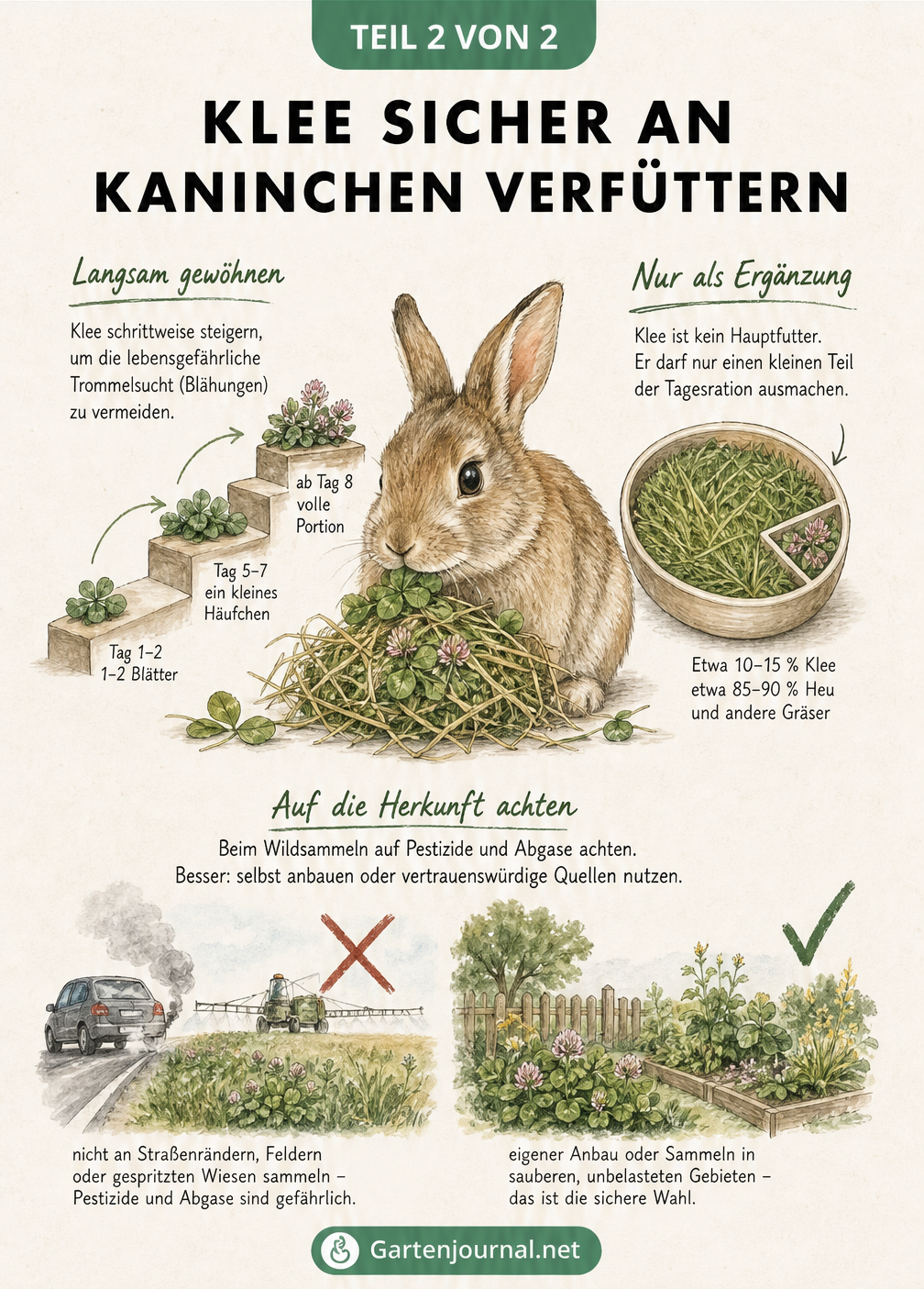 Infografik zur sicheren Fütterung von Klee an Kaninchen mit Mengen, Anfütterung und Warnzeichen bei Verdauungsproblemen