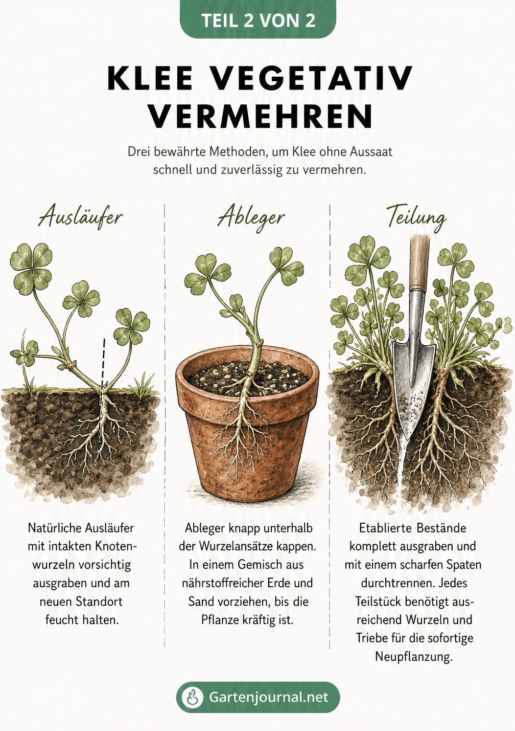 Botanische Zeichnung von drei Kleepflanzen, die die vegetative Vermehrung durch Ausläufer, Ableger und Teilung zeigt