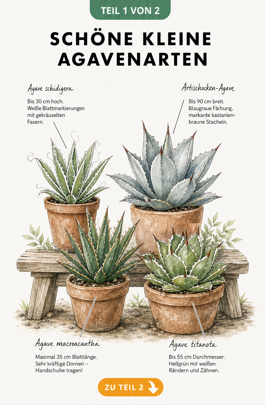Illustration von vier kleinen Agavenarten in Terrakotta-Töpfen: Agave schidigera, Artischocken-Agave, Agave macroacantha und Agave titanota mit ihren...