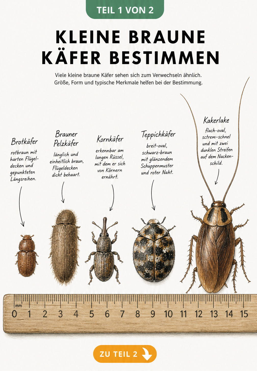 Illustration von fuenf kleinen braunen Kaefern auf einem Millimetermassband zum Groessenvergleich