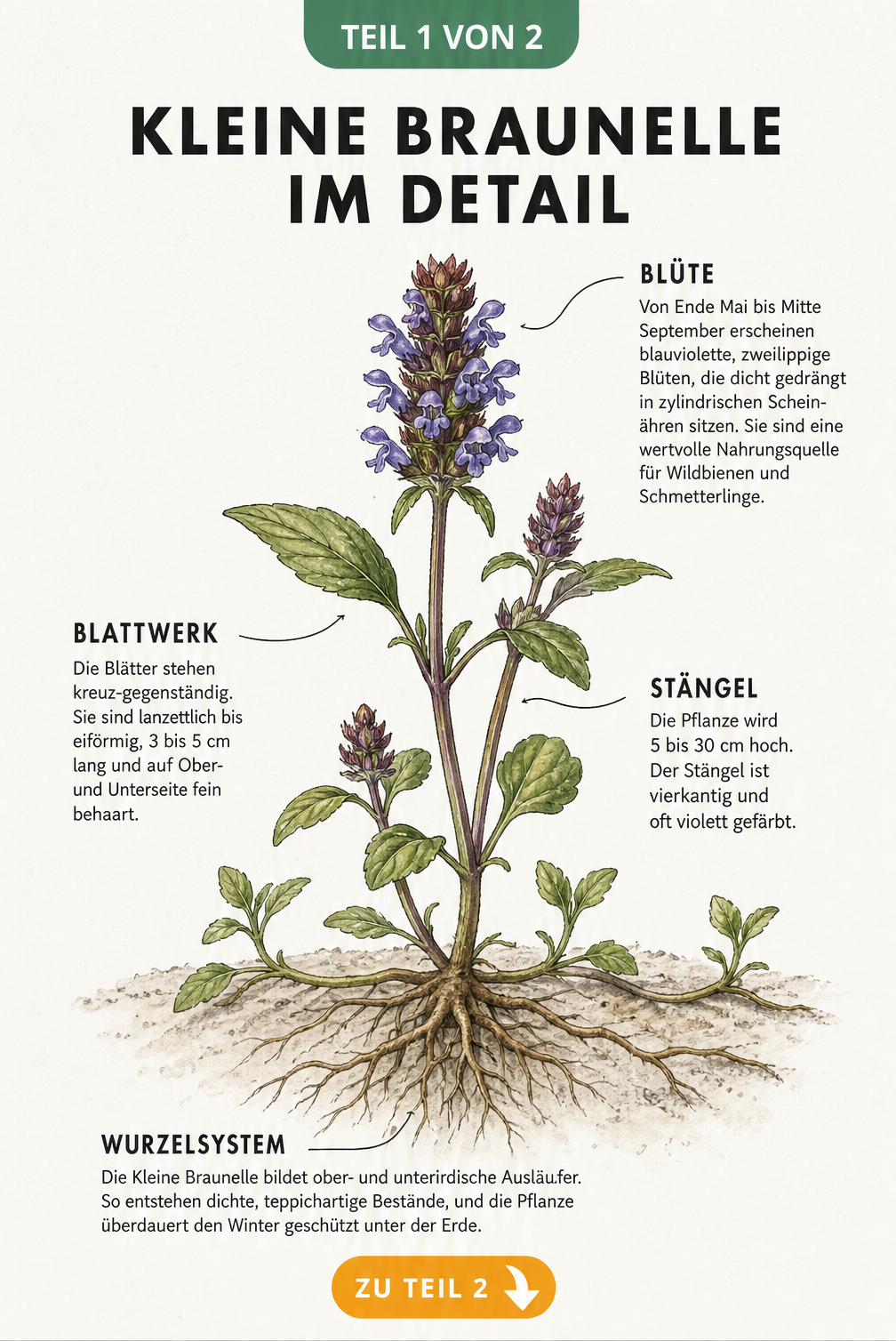 Botanische Illustration der Kleinen Braunelle mit Details zu Blüte, Blättern, Stängel und Wurzeln