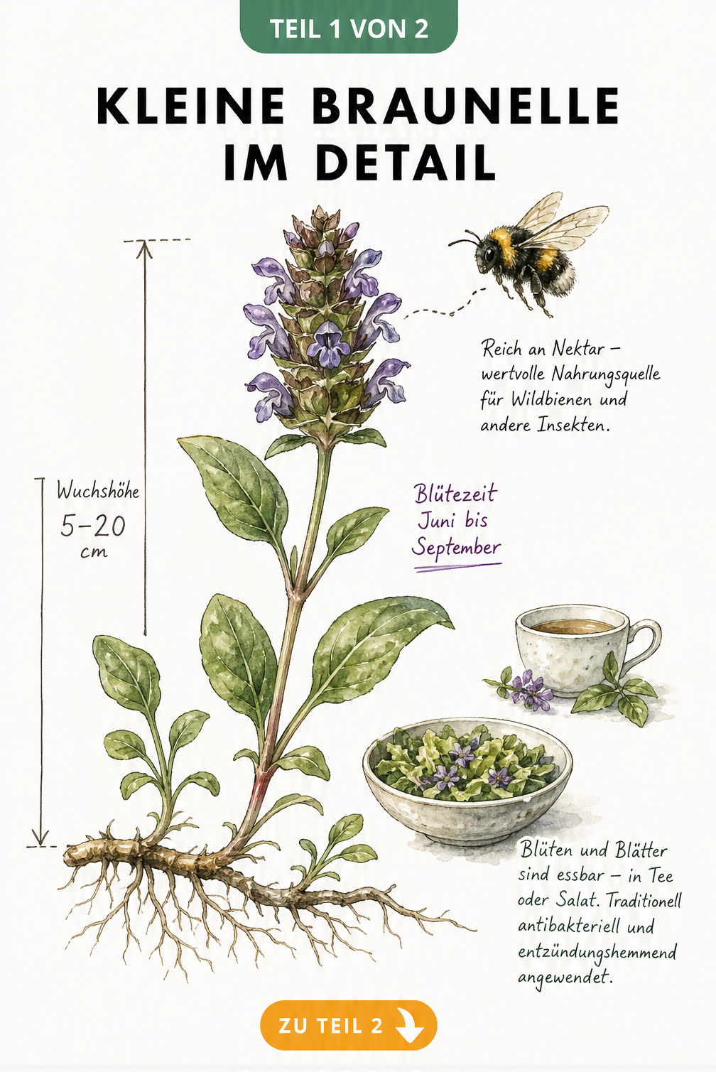 Botanische Illustration der Kleinen Braunelle mit Wurzelstock, Blättern, Blüte und Wildbiene