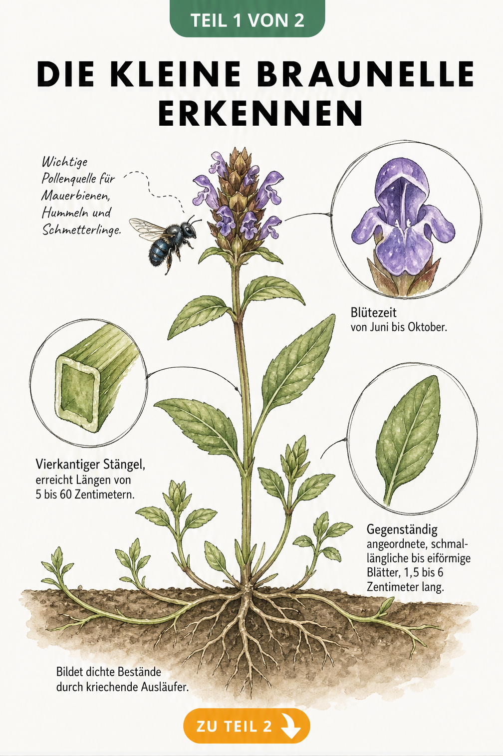 Botanische Illustration der Kleinen Braunelle mit Details zu Blüte, Stängel, Blättern und Wurzeln sowie einer Mauerbiene