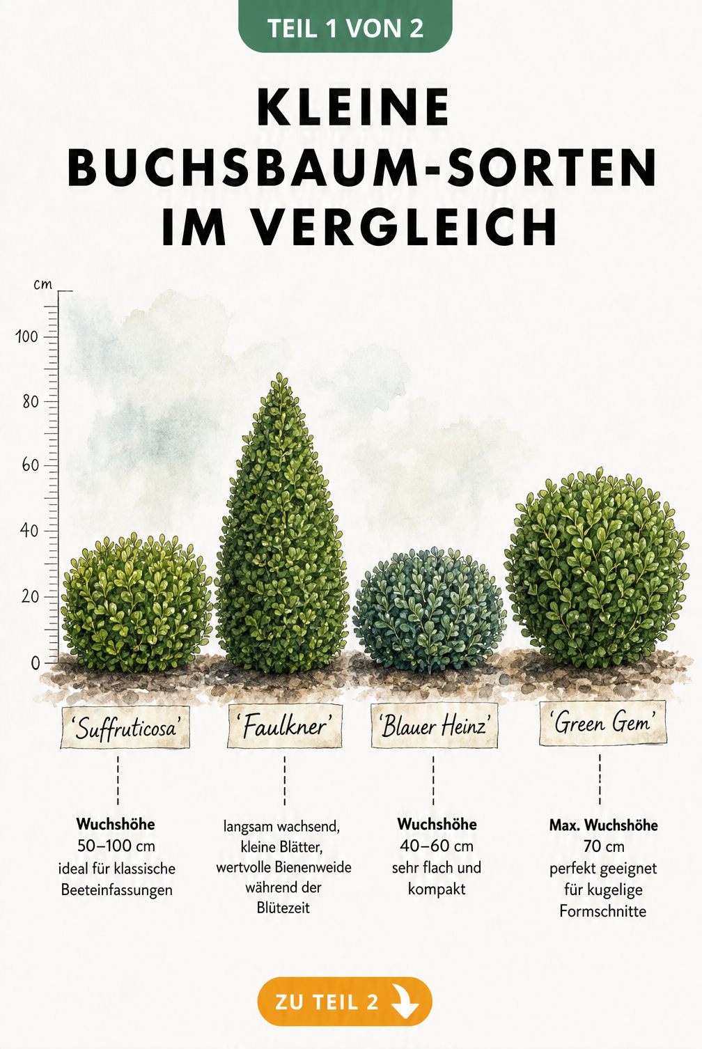 Aquarell-Illustration von vier kleinen Buchsbaum-Sorten Suffruticosa, Faulkner, Blauer Heinz und Green Gem mit Wuchshöhen