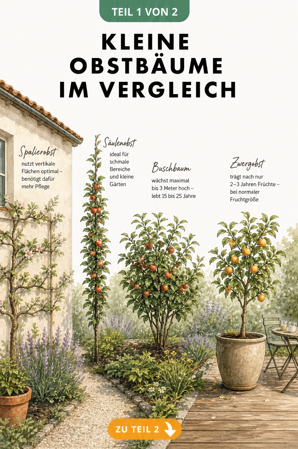 Illustration von vier kleinen Obstbaum-Wuchsformen: Spalierobst, Säulenobst, Buschbaum und Zwergobst im Kübel auf einer Terrasse.