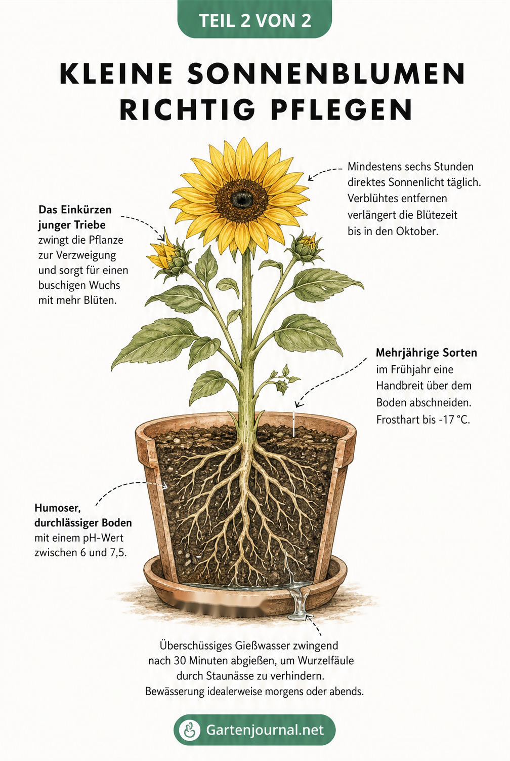 Querschnitt-Illustration einer kleinen Sonnenblume im Topf mit Pflegetipps zu Standort, Schnitt und Bewaesserung