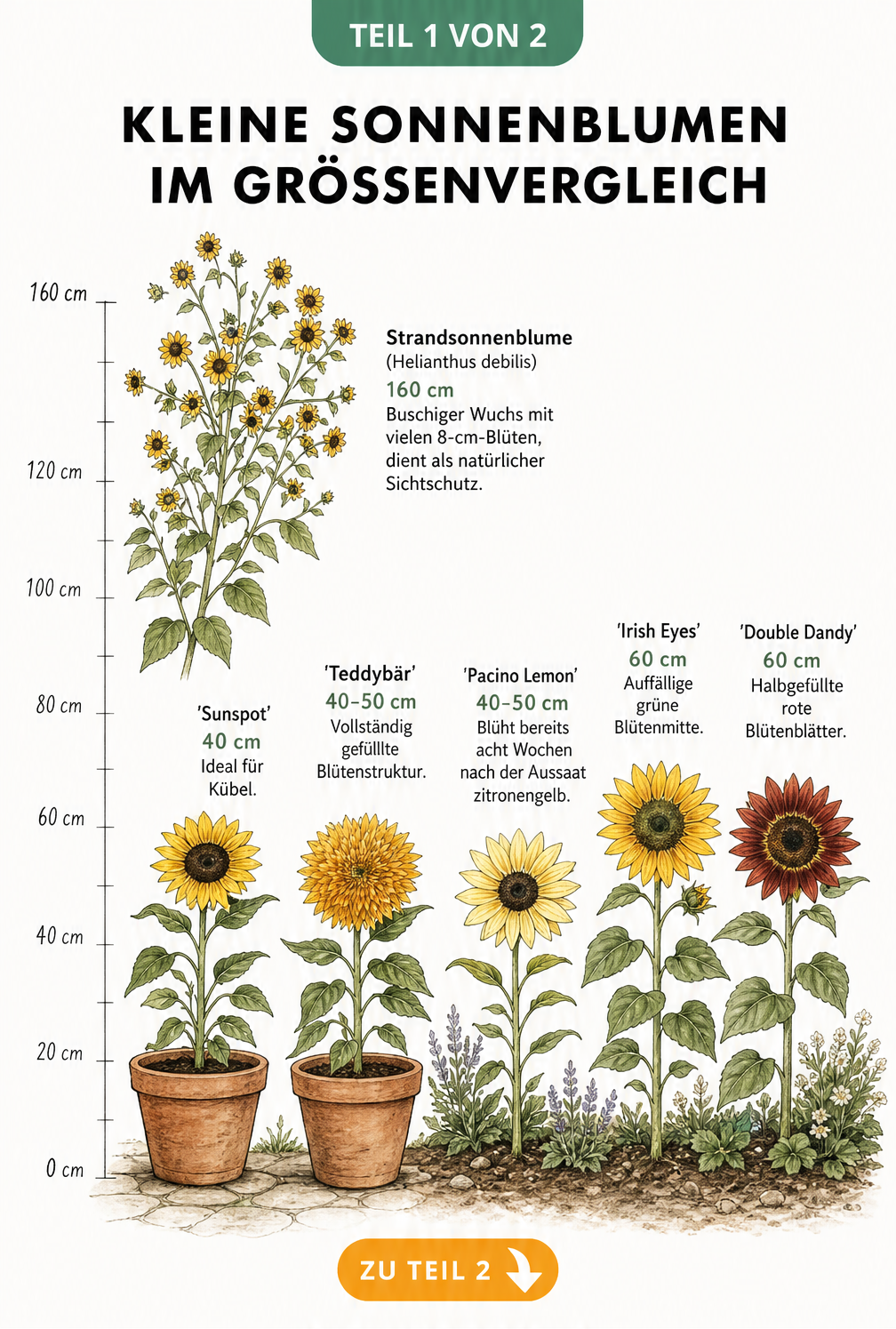 Botanische Illustration von fuenf kleinen Sonnenblumensorten im Groessenvergleich von 40 bis 160 cm