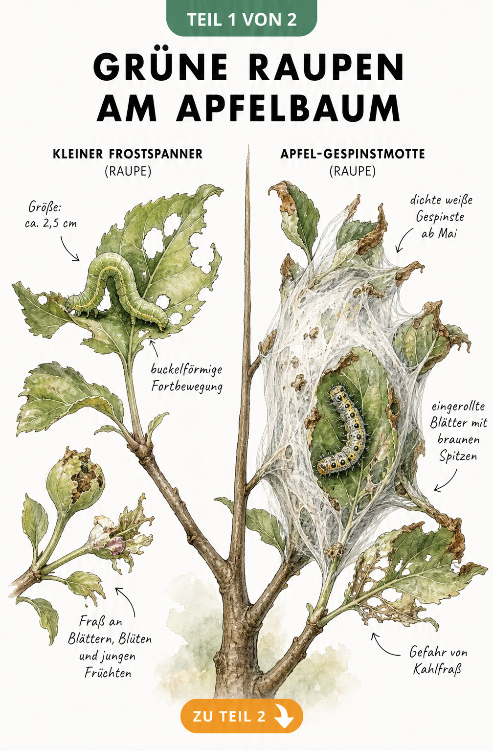 Illustration von Apfelbaumzweigen mit Raupen des Kleinen Frostspanners und der Apfel-Gespinstmotte