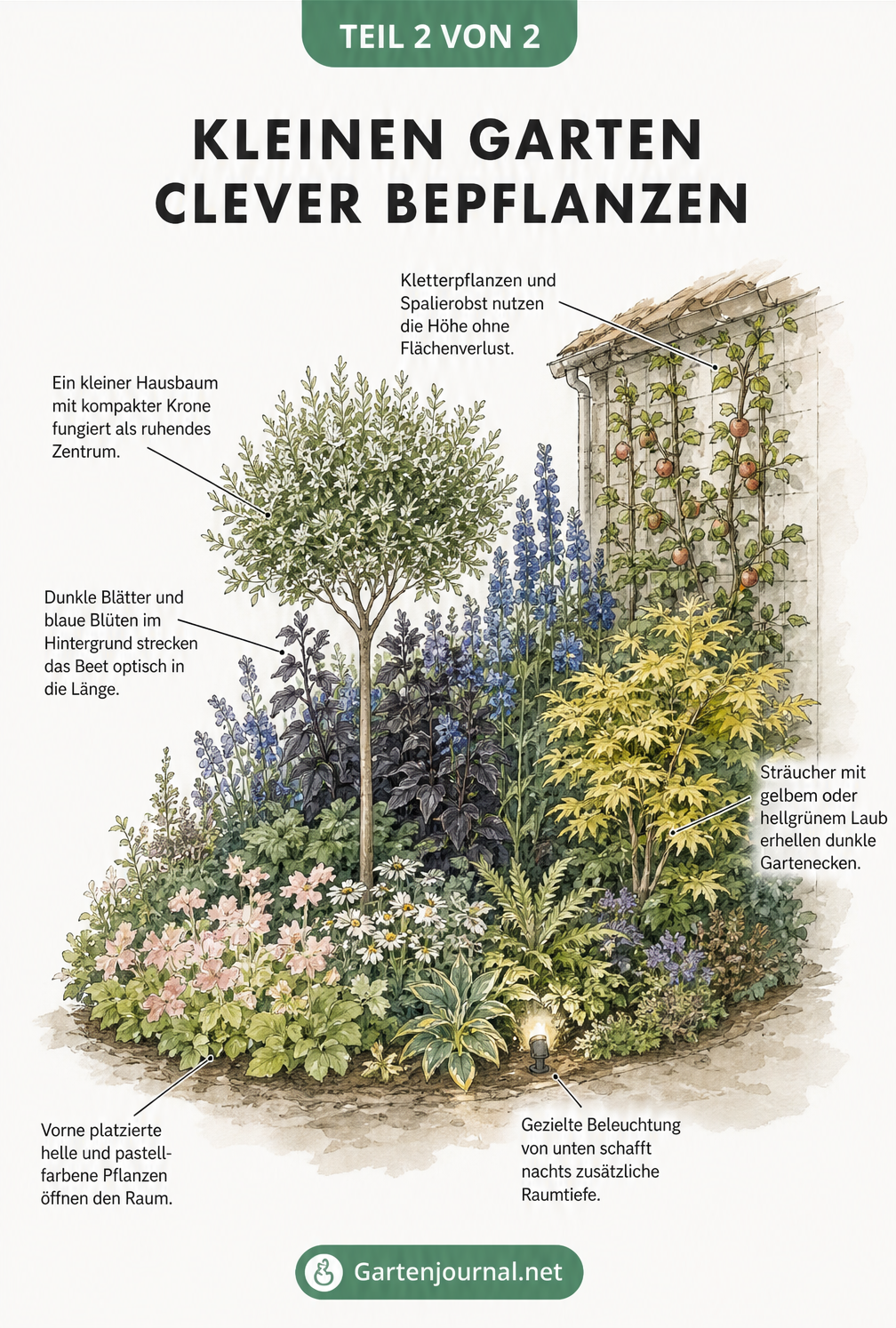 Botanischer Querschnitt eines Beetes mit hellen Pflanzen vorne, dunklen hinten und einem kleinen Hausbaum