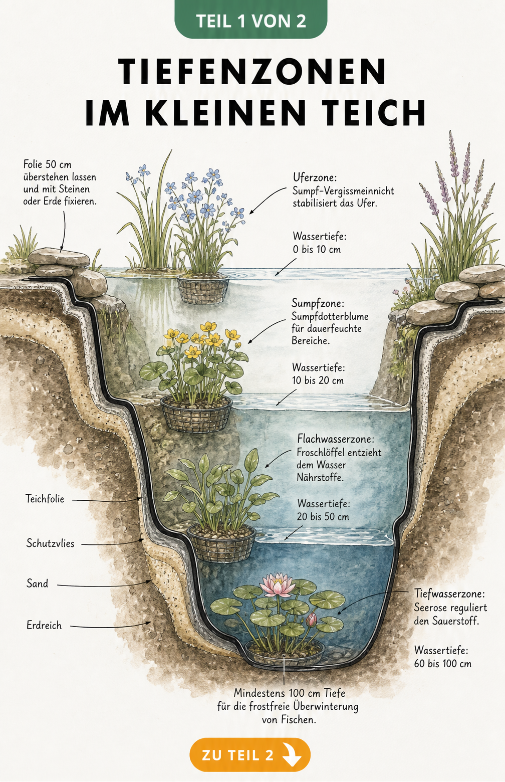 Isometrische Zeichnung eines Gartens mit einem kleinen Teich, der halbschattig platziert ist, mit Abstand zu Laubbäumen und in der Nähe einer Terrasse.