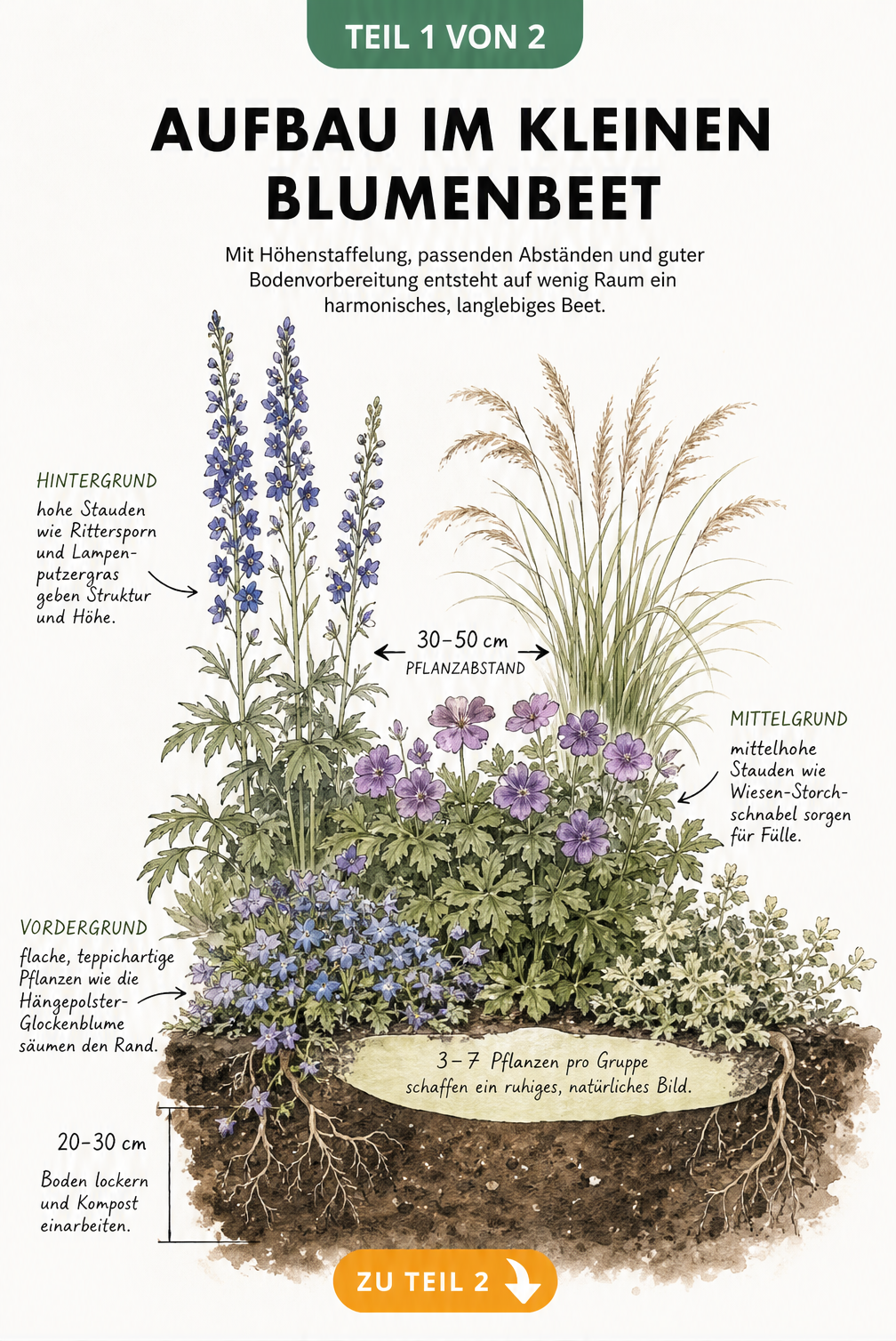 Querschnitt eines kleinen Blumenbeets mit Bodenvorbereitung, Höhenstaffelung der Pflanzen und Pflanzabständen