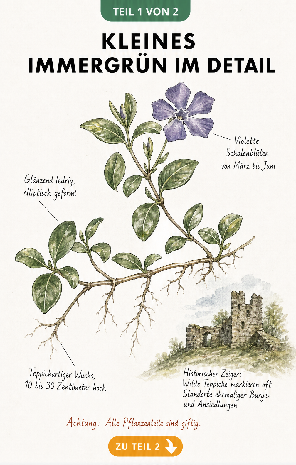 Botanische Illustration des Kleinen Immergrüns mit violetten Blüten, elliptischen Blättern und Wurzelansätzen