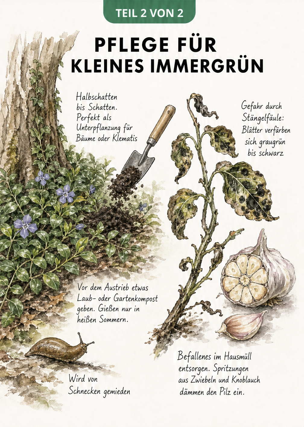 Illustration zur Pflege des Kleinen Immergrüns: Unterpflanzung am Baum, Nacktschnecke und Stängelfäule