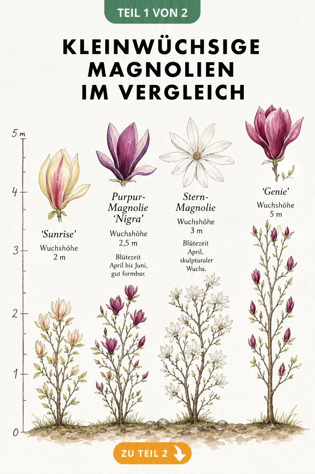 Botanische Illustration von vier kleinwüchsigen Magnolien-Sorten mit Messlatte für die Wuchshöhe und Detailansicht der Blüten