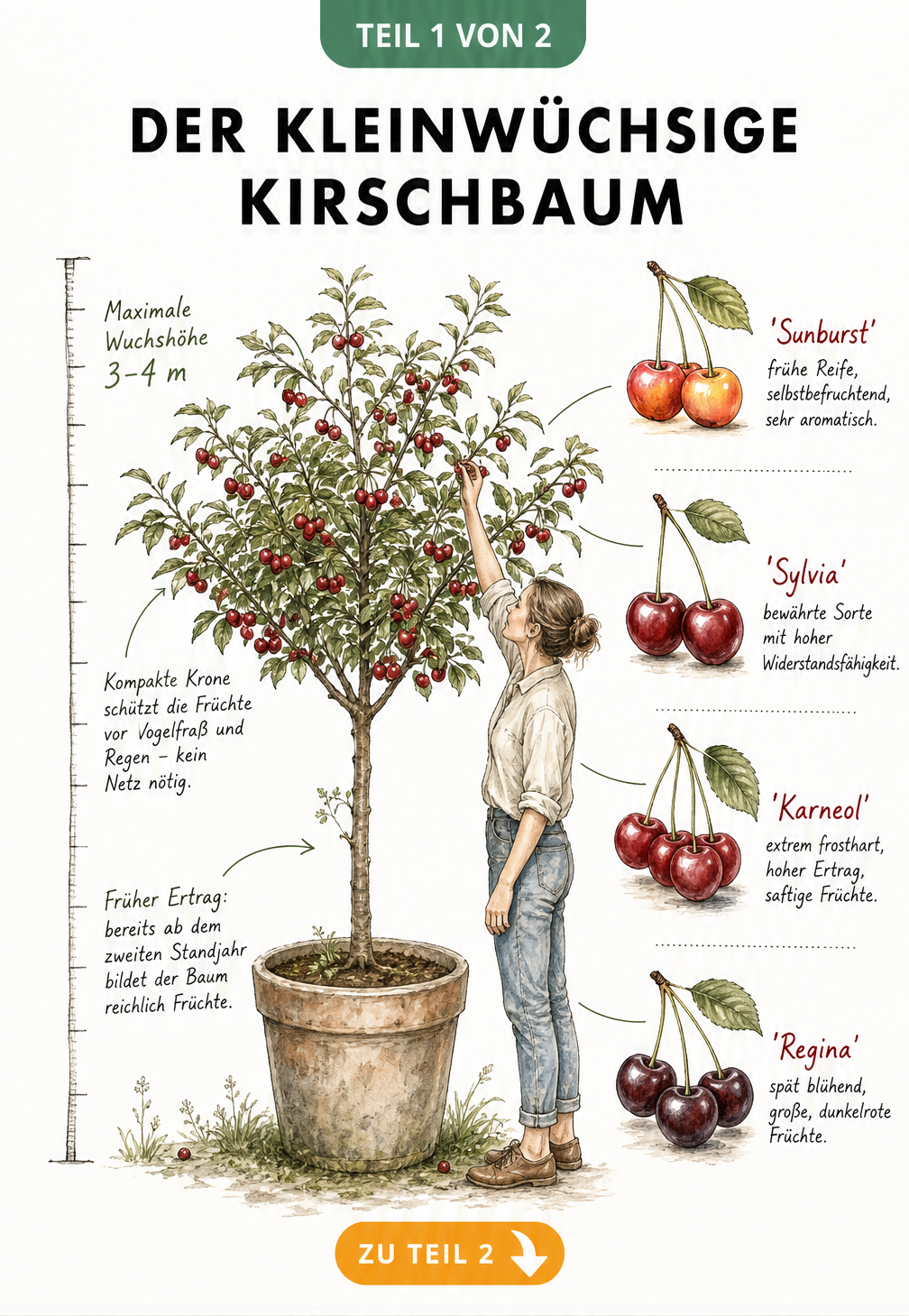 Illustration eines kleinwüchsigen Kirschbaums im Kübel mit Maßschnur und Sortenübersicht