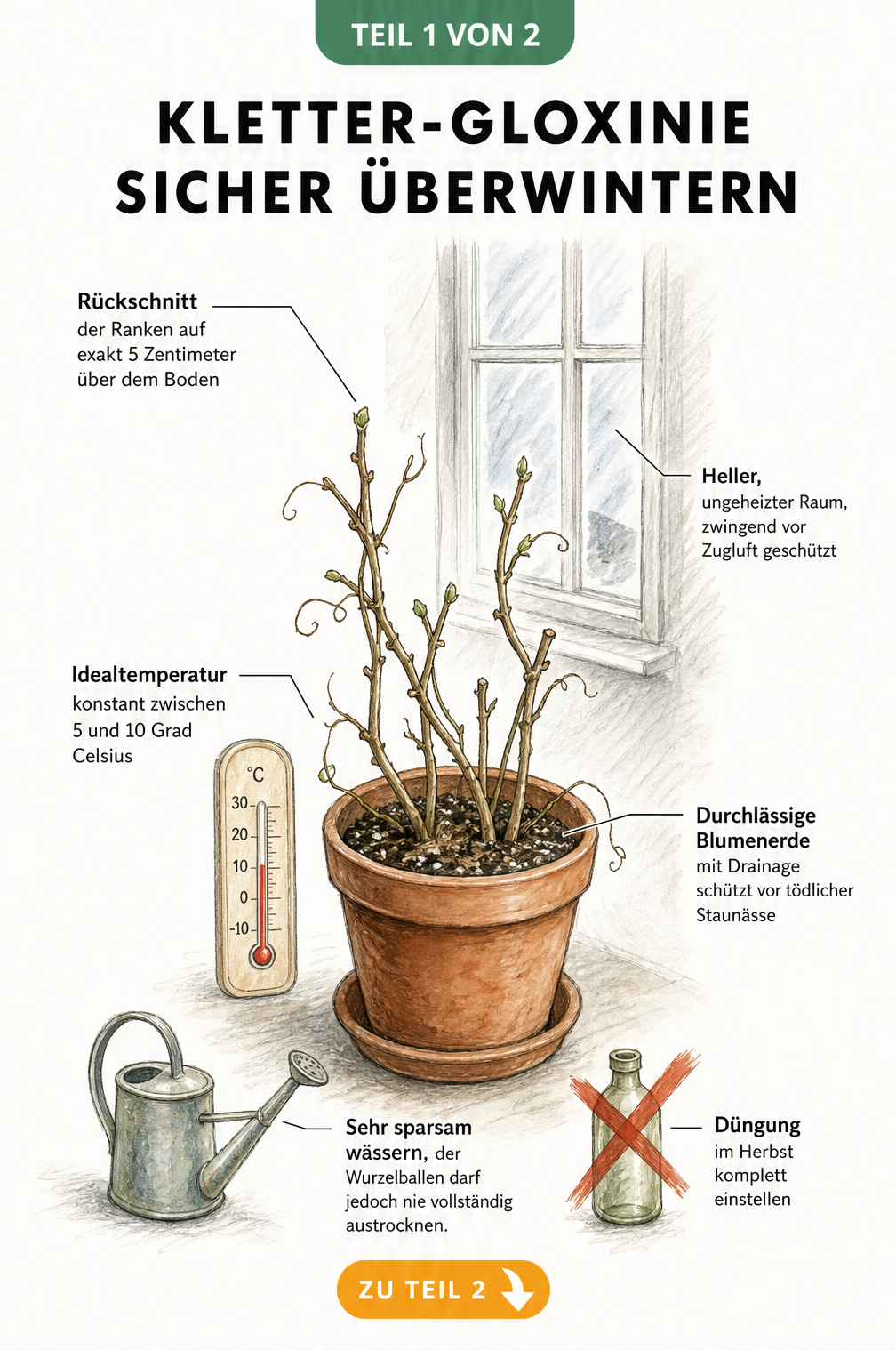 Botanische Illustration einer Kletter-Gloxinie im Winterquartier mit Hinweisen zu Rückschnitt, Temperatur und Gießen