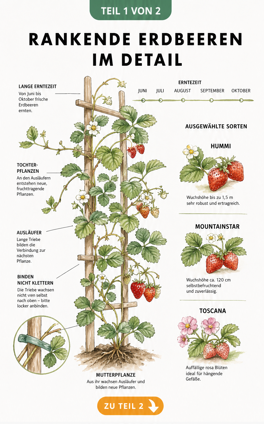 Botanische Illustration einer Klettererdbeere am Spalier mit Detailansichten der Sorten Hummi, Mountainstar und Toscana