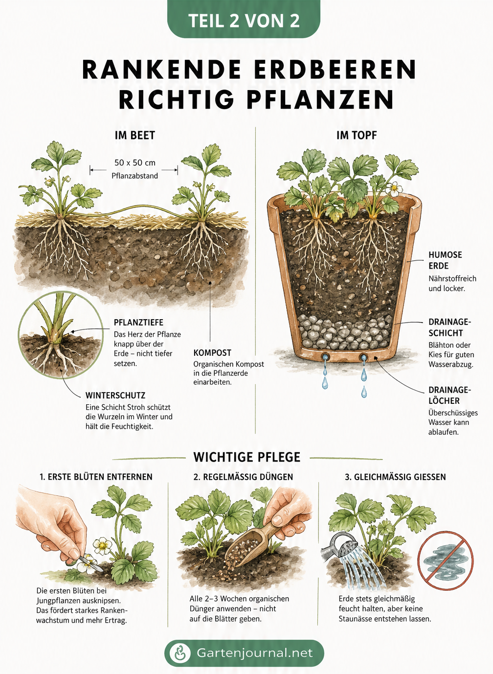 Schnittzeichnung zur Pflanzung von Klettererdbeeren im Beet und im Topf mit Pflegetipps