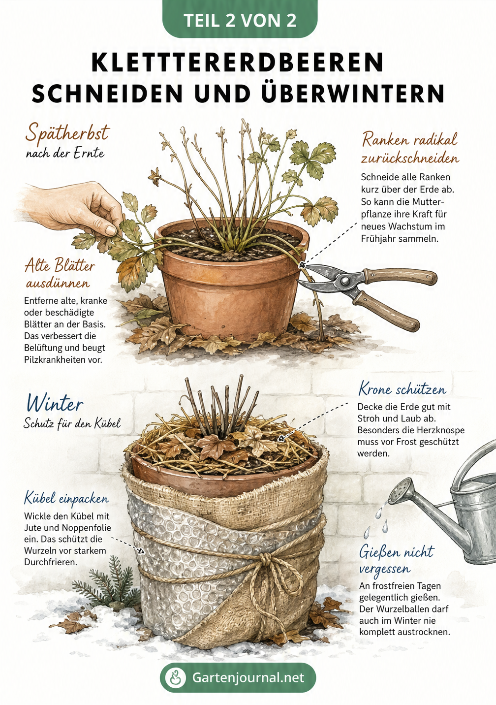 Illustration einer Klettererdbeere beim Rückschnitt im Herbst und mit Winterschutz im Kübel