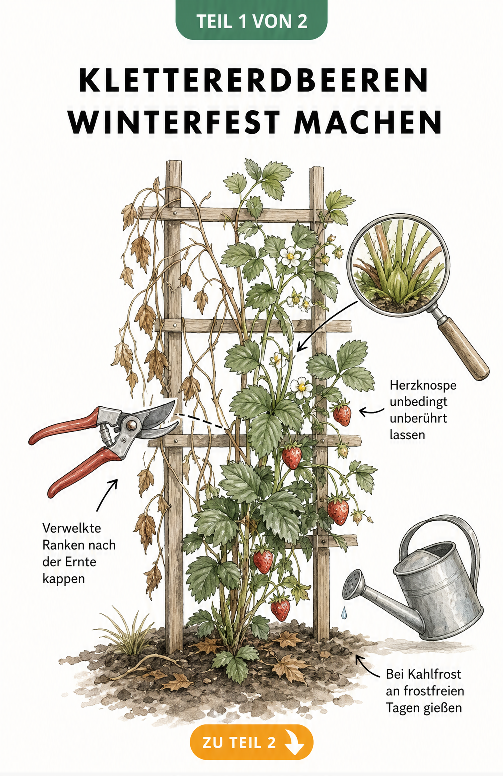 Illustration einer Klettererdbeere am Spalier, die zeigt, wie verwelkte Ranken abgeschnitten werden, während die Herzknospe unberührt bleibt.