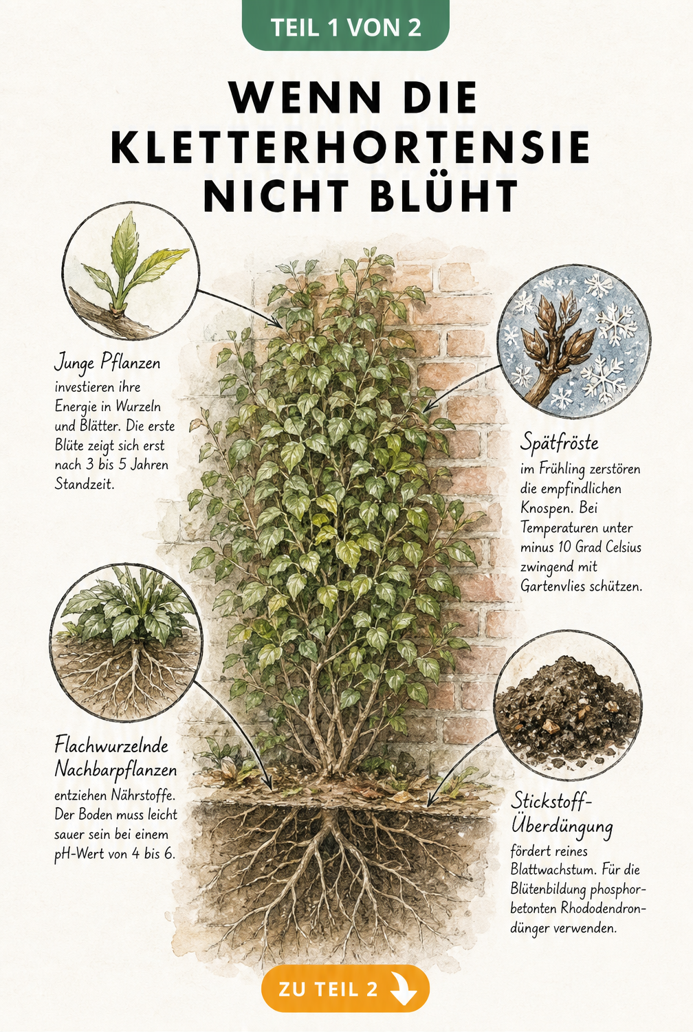 Botanische Illustration einer Kletterhortensie ohne Blüten mit Lupen-Ansichten zu Ursachen wie Frost, Nährstoffmangel und Alter