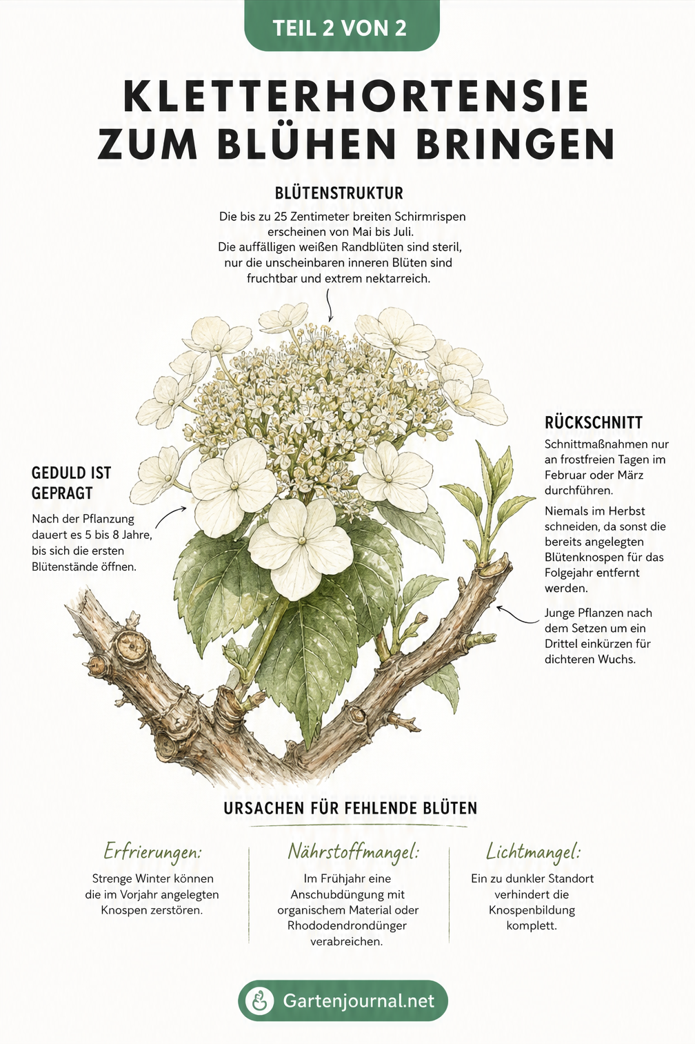 Nahaufnahme einer cremeweißen Schirmrispe der Kletterhortensie mit Erklärungen zu Blütenstruktur, Rückschnitt und fehlenden Blüten
