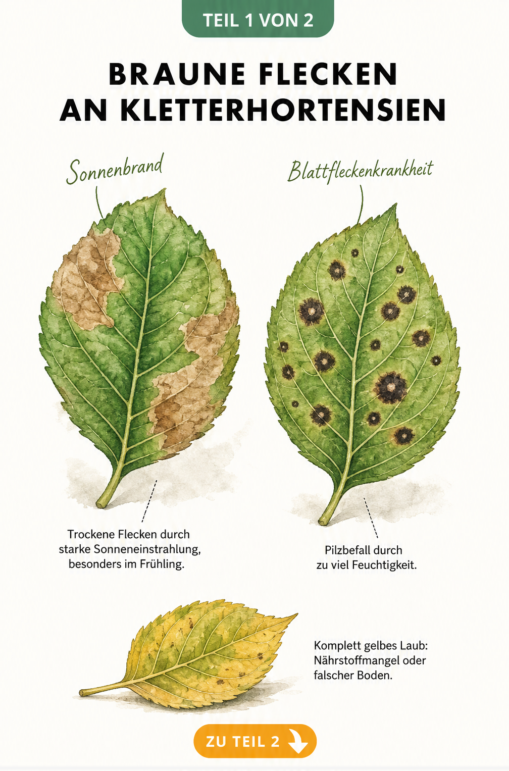 Illustration von Kletterhortensien-Blättern mit braunen Flecken durch Sonnenbrand und Blattfleckenkrankheit sowie einem gelben Blatt durch Nährstoffmangel.