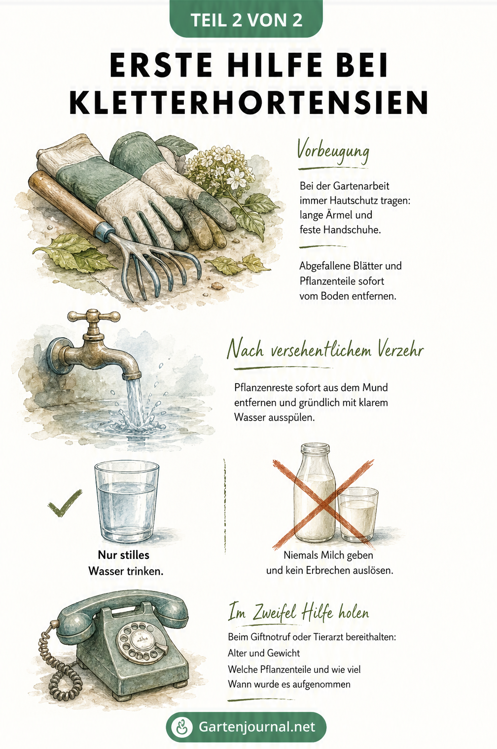 Aquarell-Illustration mit Erste-Hilfe-Maßnahmen bei Verzehr von Kletterhortensien