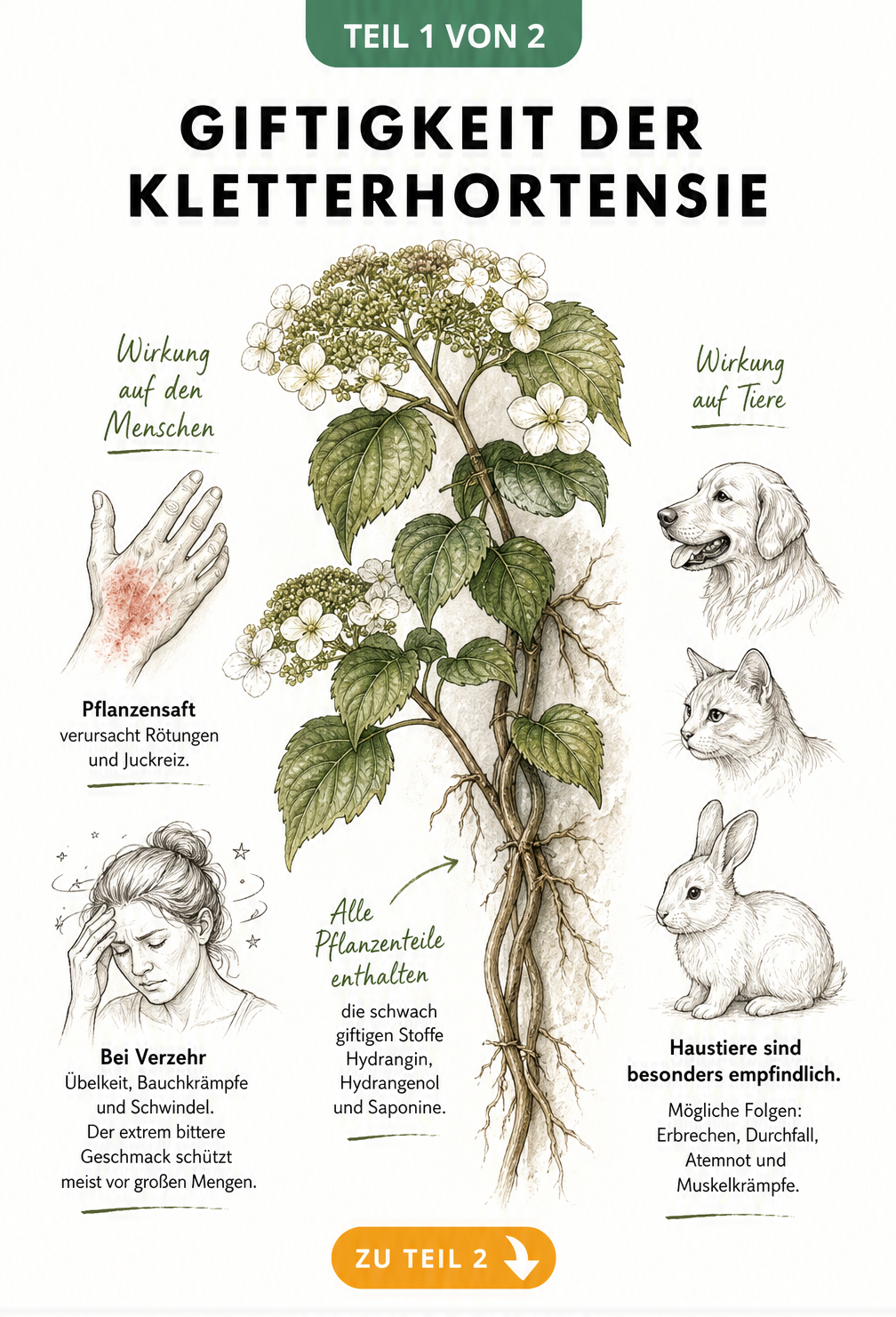 Botanische Zeichnung einer Kletterhortensie mit Hinweisen zur Giftigkeit für Menschen und Tiere
