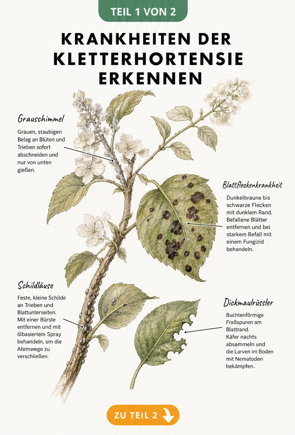 Botanische Illustration eines Kletterhortensien-Zweigs mit Schadbildern von Grauschimmel, Blattfleckenkrankheit, Schildläusen und Dickmaulrüssler
