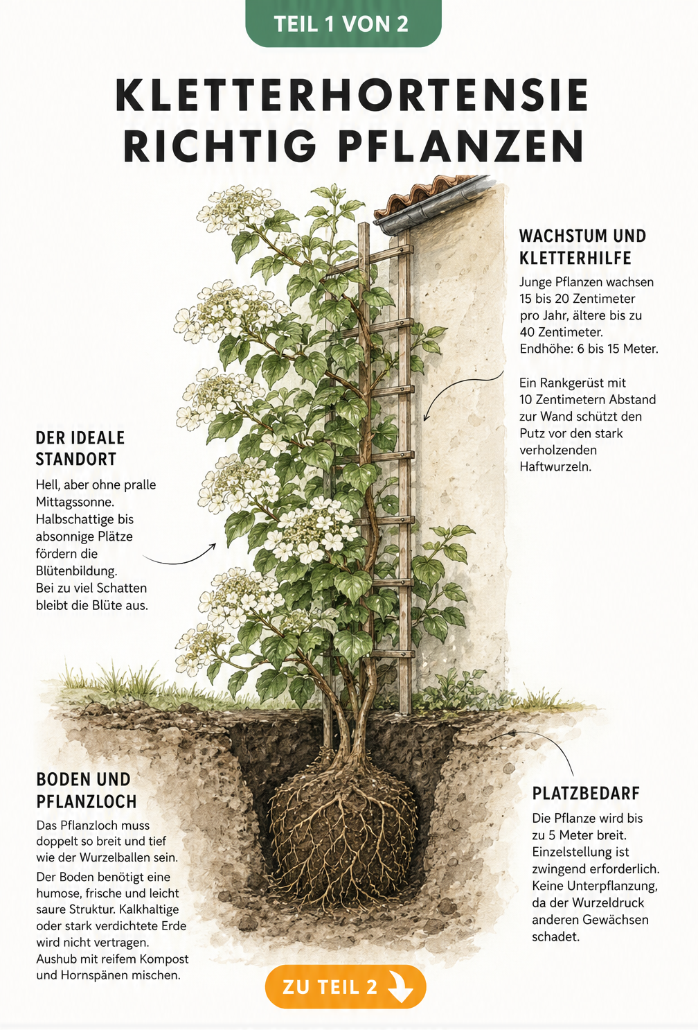 Botanische Illustration einer jungen Kletterhortensie an einer Hauswand mit Details zu Wurzelwerk, Wachstum und Standort