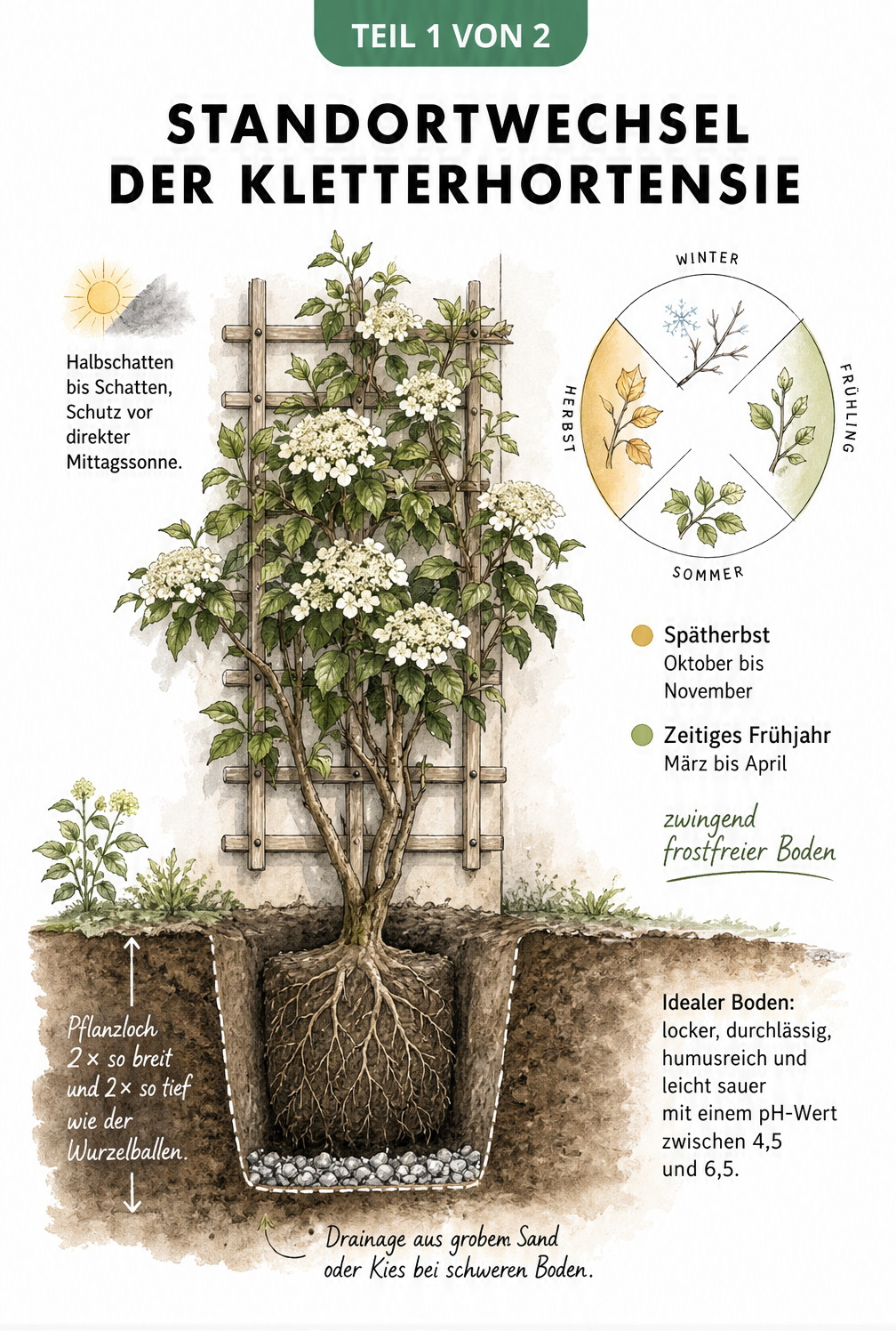 Botanische Schnittzeichnung einer Kletterhortensie am Spalier mit Erdquerschnitt, Lichtbedarf und Pflanzloch-Maßen