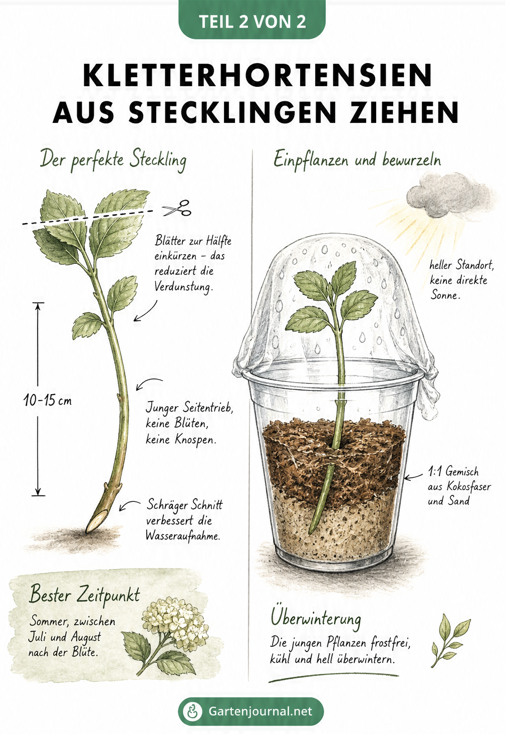 Zweigeteilte Illustration: Links ein idealer Steckling der Kletterhortensie mit halbierten Blättern und schrägem Anschnitt. Rechts der Steckling in einem...