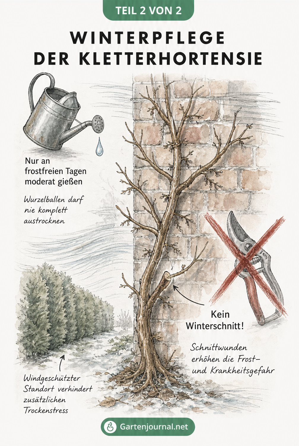 Zeichnung eines Kletterhortensien-Zweigs an einer Ziegelwand mit Hinweisen zur Winterpflege: Moderat gießen, kein Winterschnitt und windgeschützter Standort.