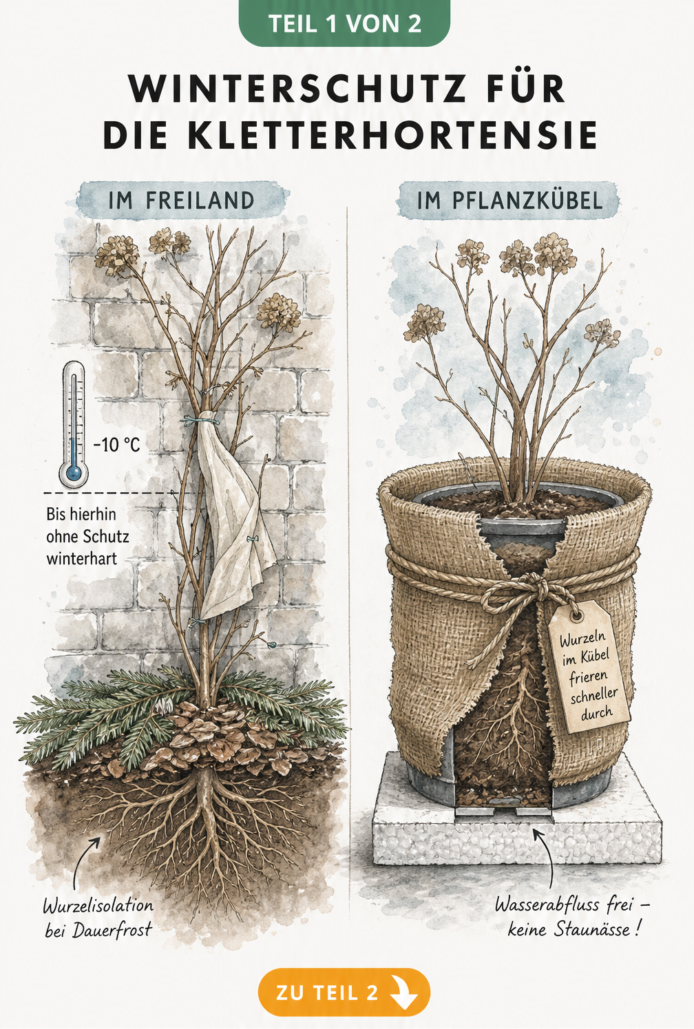 Illustration einer Kletterhortensie im Winter: Links Freiland mit Wurzelisolation durch Tannenreisig, rechts Kübelpflanze mit Styroporplatte und...