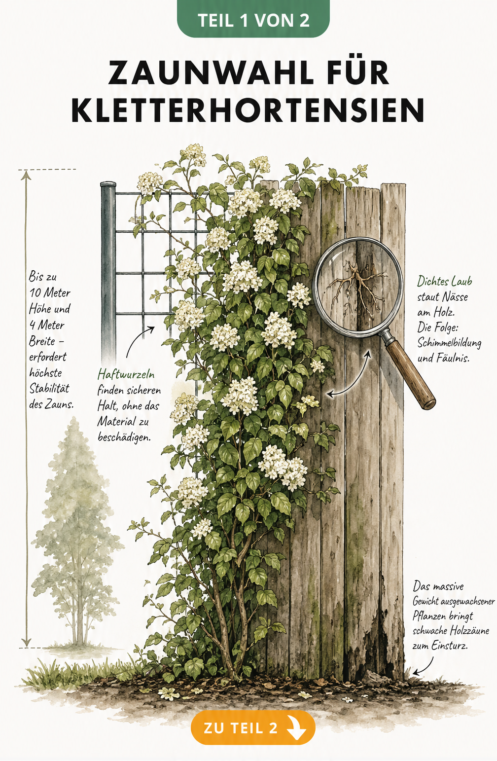 Illustration eines Zauns mit Kletterhortensie, links Metallgitter mit Haftwurzeln, rechts Holzzaun mit Feuchtigkeitsschäden