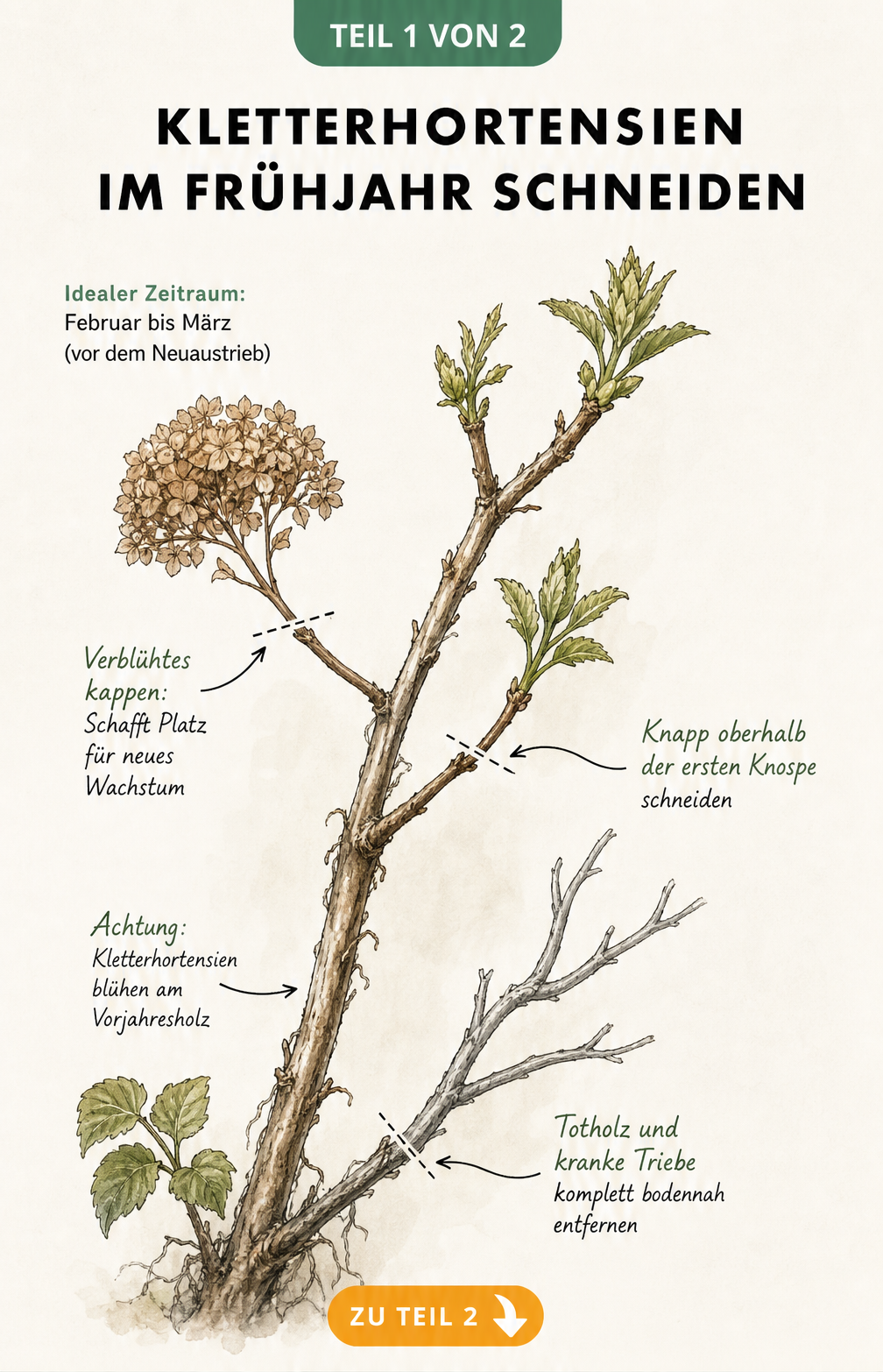 Botanische Illustration eines Kletterhortensien-Zweigs mit Schnittmarkierungen an verblühten Blütenständen und Knospen