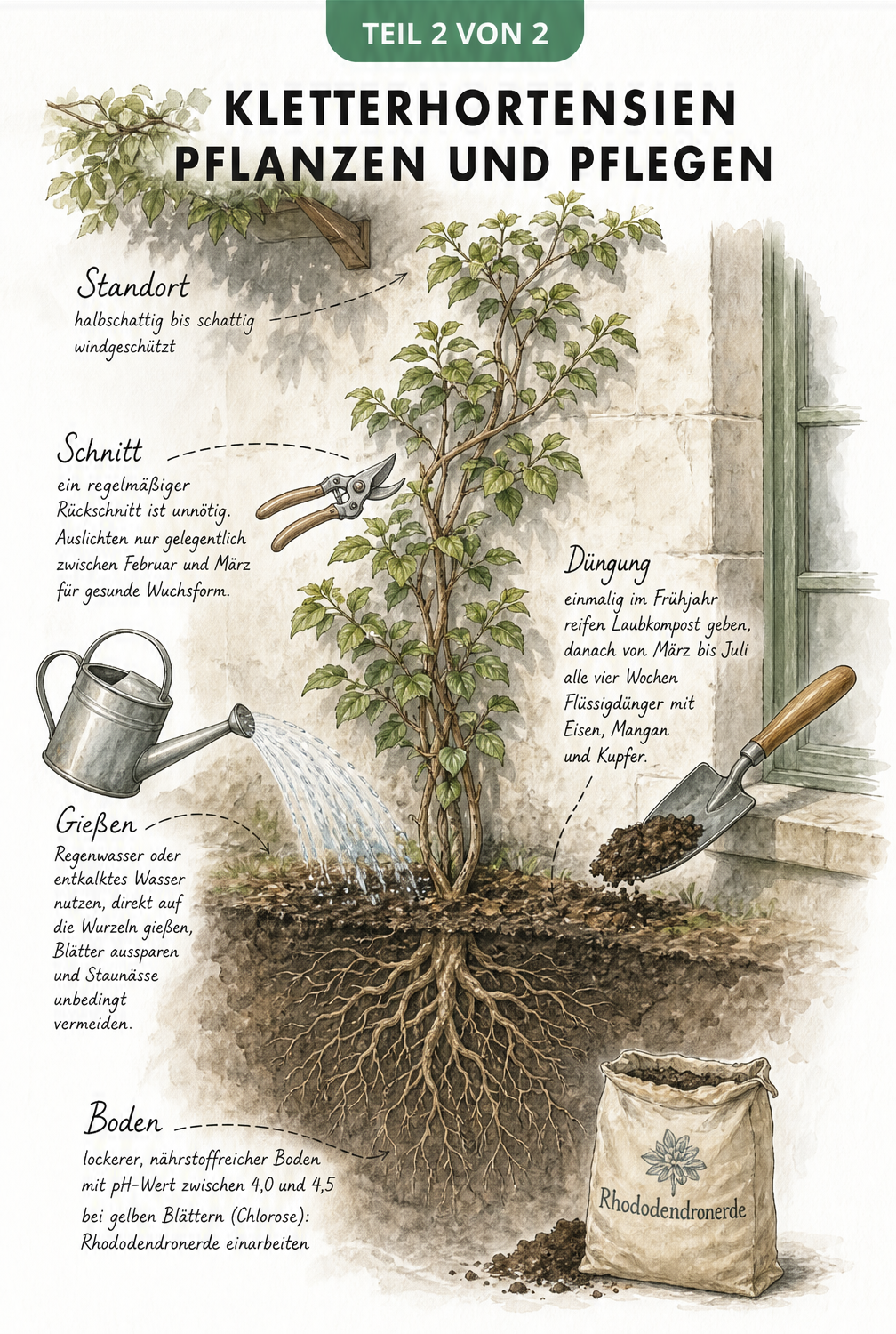 Querschnitt-Skizze einer Kletterhortensie an einer Hauswand mit Pflegehinweisen zu Boden, Wasser und Schnitt