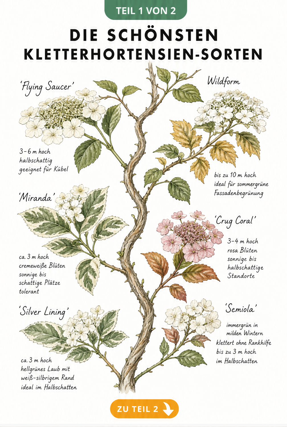Botanische Illustration von sechs Kletterhortensien-Sorten mit Blüten und Blättern