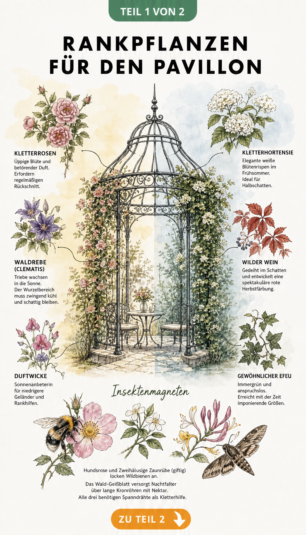Botanische Illustration eines Metallpavillons mit Kletterpflanzen für sonnige und schattige Standorte