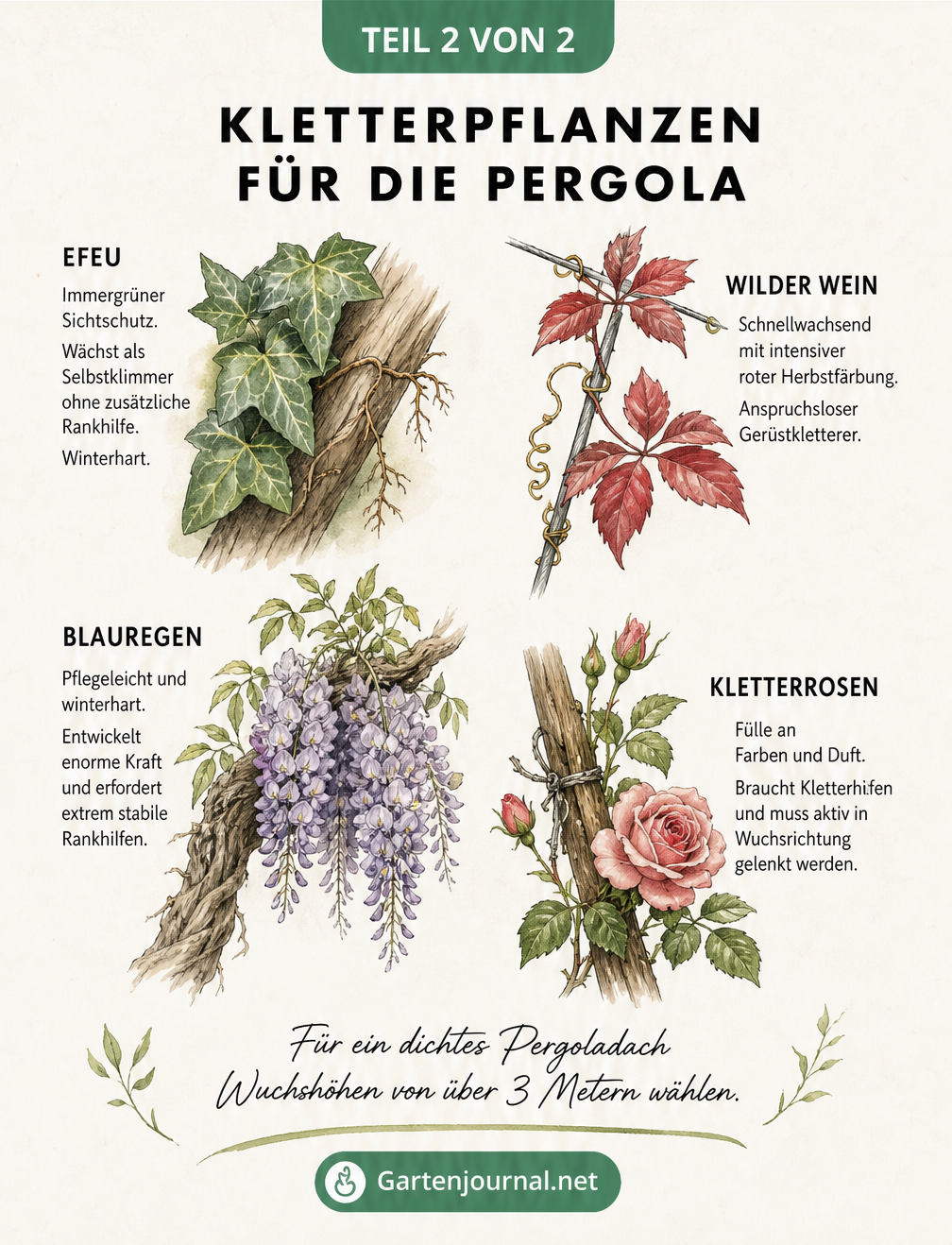 Botanische Illustrationen von Efeu, Wildem Wein, Blauregen und Kletterrosen für die Pergola