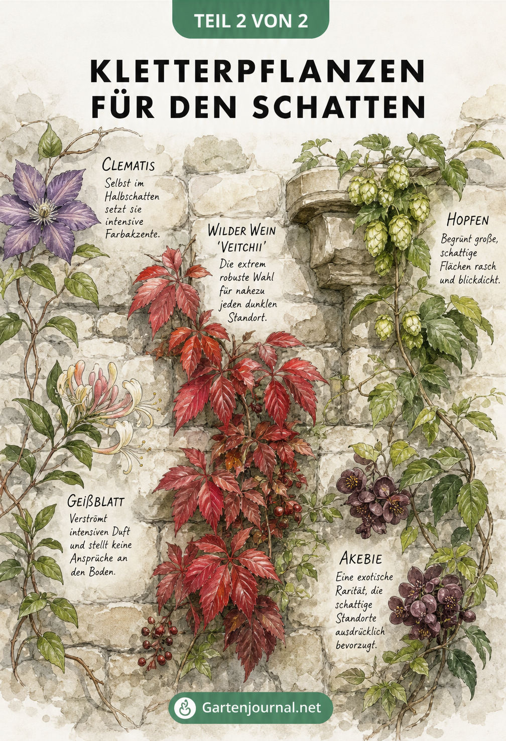 Botanische Illustration einer Natursteinmauer mit fünf Kletterpflanzen für den Schatten: Clematis, Geißblatt, Wilder Wein, Hopfen und Akebie.