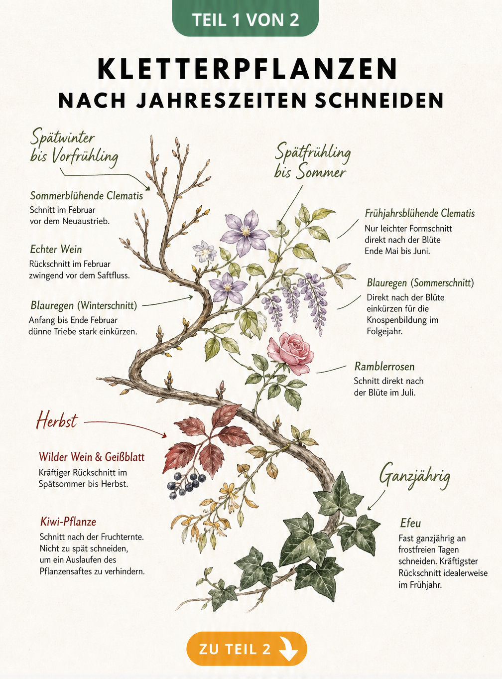Botanische Illustration eines Rankzweigs, der die Schnittzeitpunkte für Kletterpflanzen wie Clematis, Blauregen, Efeu und Wein nach Jahreszeiten zeigt.