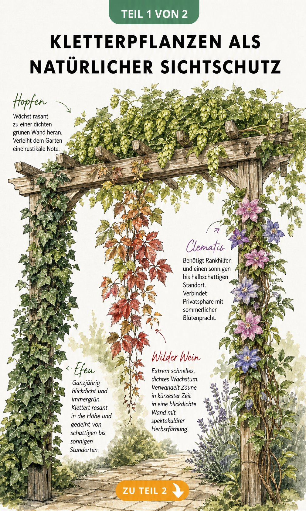 Illustration einer Holzpergola mit rankenden Kletterpflanzen wie Efeu, Wilder Wein, Clematis und Hopfen als Sichtschutz
